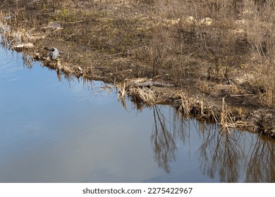 High angle view of two American alligators sunning on the banks of a river, Charleston, South Carolina, USA