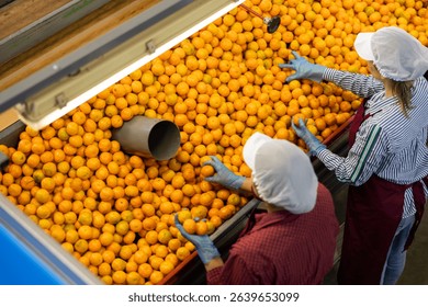 High angle view of two focused workwomen working on citrus sorting line in agricultural produce processing factory, checking ripe mandarins
