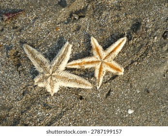 High angle view of two sea stars or starfishes lying upside down on the wet sand of a beach.