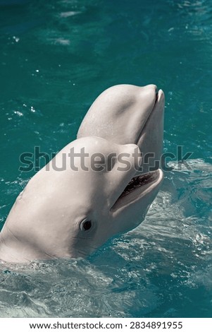 High angle view of two white beluga whale heads swimming close together near water surface with open mouth and smiling faces in bright blue water.
