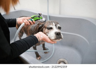 High Angle View Of An Unrecognizable Woman Bathing An Old Boxer Dog In A Professional Bathtub In A Dog Grooming Salon