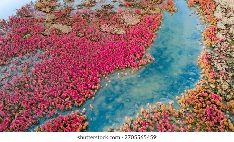 High angle view of a vast field of red halophyte plants in a wetland area with a clear blue river channel flowing through the landscape