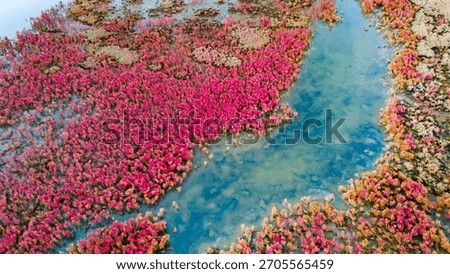 High angle view of a vast field of red halophyte plants in a wetland area with a clear blue river channel flowing through the landscape