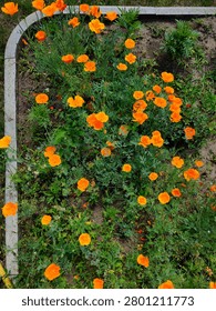 High angle view of vibrant orange eschscholzia flowers growing along a curved concrete border in a summer garden