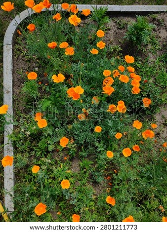 High angle view of vibrant orange eschscholzia flowers growing along a curved concrete border in a summer garden