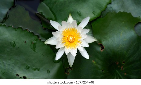 High Angle View Of Water Lily Flowers In A Pond Against Blackbackground.