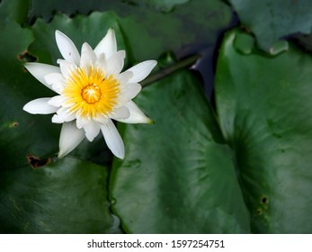 High Angle View Of Water Lily Flowers In A Pond Against Blackbackground.