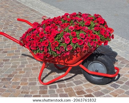 High angle view of wheelbarrow filled with beautiful red flowers by pedestrian walkway
