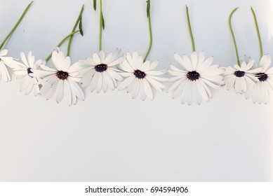 High angle view of white daisies arranged in a row on white table with copy space