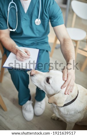 High angle view at white Labrador dog at vet clinic with male veterinarian stroking his head, copy space