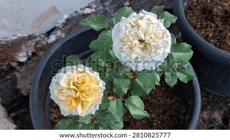 High angle view of white and pale yellow Antonia Garden Rose or Beatrice Rose in potted containers