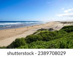 High angle view of wildflowers against tourists on sandy beach with wave on the sea against blue sky at Stockton Beach, Sydney, Australia
