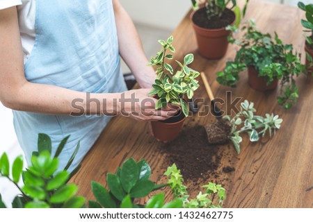 High angle view of young gardener woman replant plant in new brown pot standing behind wooden table at home
