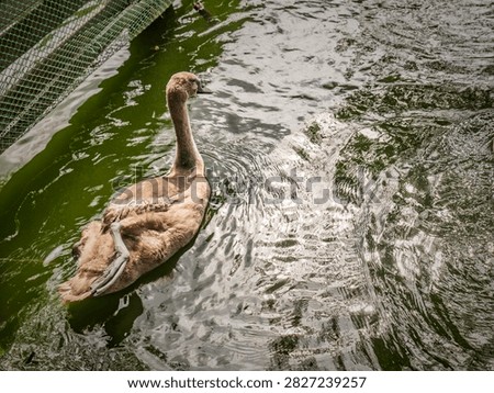 High angle view of a young grey swan cygnet swimming on the surface of green pond water, showing its webbed foot.