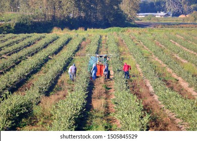 A High Angle, Wide View Of The Many Rows Of Blueberry Bushes And Farm Workers Cleaning The Debris. 