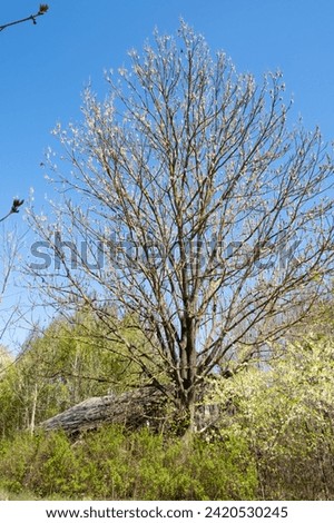 A high ash tree in the garden against blue sky. Natural background. Springtime season flora. Branches without leaves. Vertical photo.