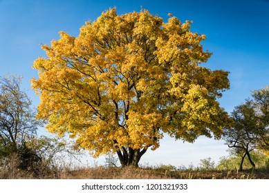 High autumn maple tree with yellow leaves and blue sky. Autumn landscape