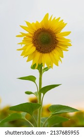 High Beautiful Organic Sunflower In The Farm Field. Natural Floral Summer Vertical Background