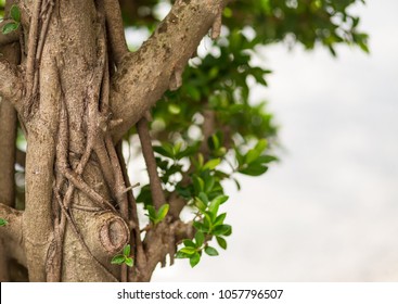 high brown tree thick branch of liana long intertwined close-up on a background of blurry foliage copy space tropical design postcard