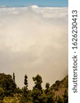 High Clouds over Pine Cone Trees Forest