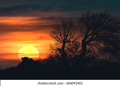 High constrast backlight sunset scene landscape with dry tree and sun as main subjects
