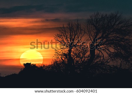 High constrast backlight sunset scene landscape with dry tree and sun as main subjects