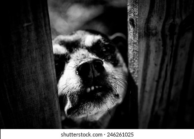 High Contrast Black And White Image Of Mini Doberman Dog Snarling Through Fence At Viewer.