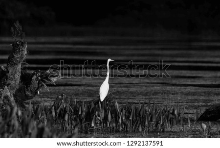 Similar – Foto Bild Reiherlei Umwelt Natur