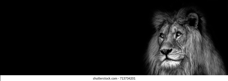 High Contrast Black And White Of A Lion Face