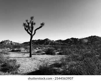 High Contrast Black and White lone Joshua Tree in arid rocky desert landscape - Powered by Shutterstock