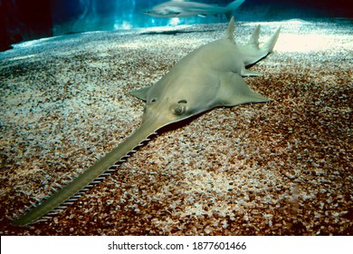 High Contrast Image Sawtooth Shark Posing Stock Photo 1877601466 ...