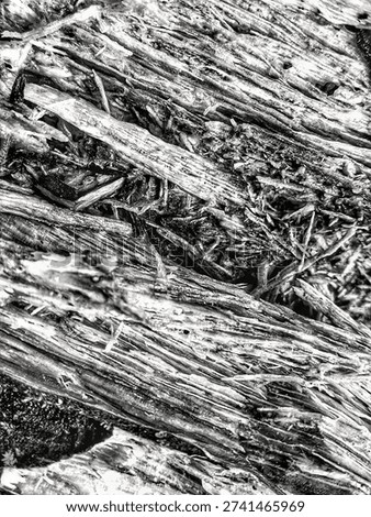 High contrast macro of splintered broken wood texture. Dramatic black and white abstract of decaying timber fibers and jagged organic patterns. Gritty rustic background for natural designs.