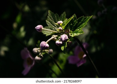 High Contrast Photo Of Purple Flower Buds.