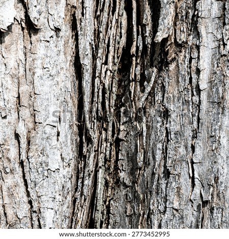 High Contrast Poplar Bark Texture – Dramatic Wood Pattern