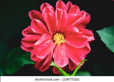 High Contrast Red Flower