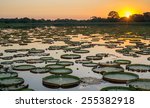 High contrast Sunset in Brazilian Pantanal with victoria regias and water