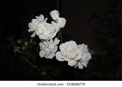 High Contrast White Rose Bush During Night.