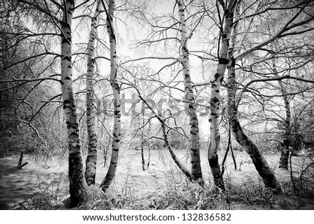 high contrasted black and white forest in winter time