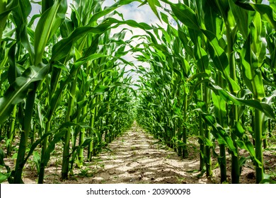 High Corn Crops On A Row