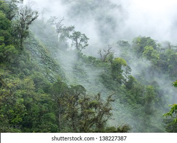 High In The Costa Rican Cloud Forest
