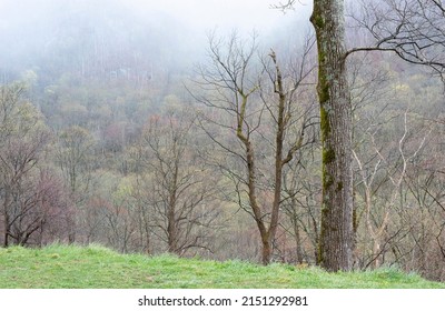 High Country Mist In Early Spring, Great Smoky Mountains National Park, Tennessee