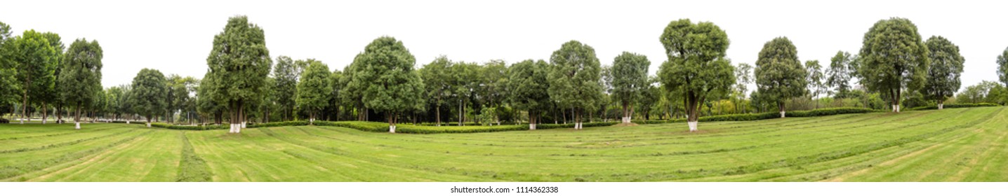 High Definition Tree Line Isolated On A White Background, Trees In Rows.