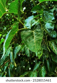 high definition and viberant leaf image 
