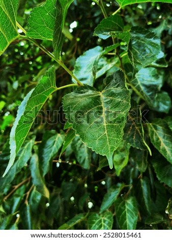 high definition and viberant leaf image 