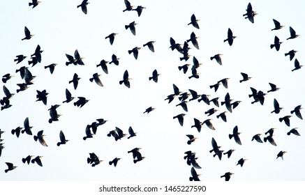 A high degree of interaction among the flying flock of starlings, following the example of a neighbor "do as I do"