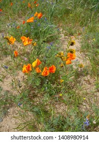 High Desert California Poppy Field