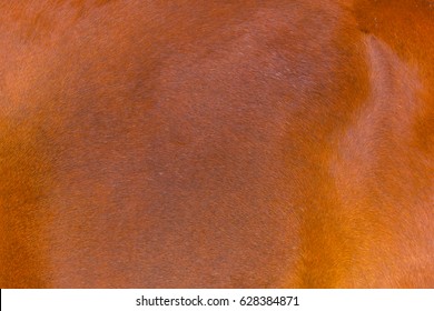 High Detail Of Horse Skin. Animal Skin Brown Color Hair Texture.