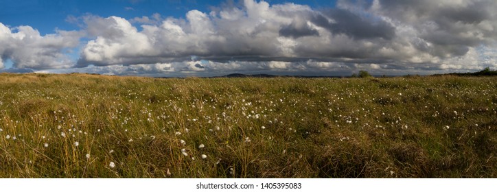 High Detail Panorama Of A Bog, Peatland Mire In Ireland, With Cotton Sedge, Clouds, And Sunshine. 