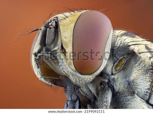 high detail portrait of a stable fly.
large brown eyes. detailed compound eye
cells.