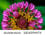 High dynamic range low light Selective focus Macro image of a zinnia flower bud with vibrant colors and blur green background